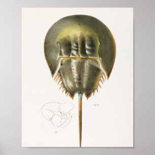 Póster 50  51 Atlantic horseshoe crab (Polyphemus occiden