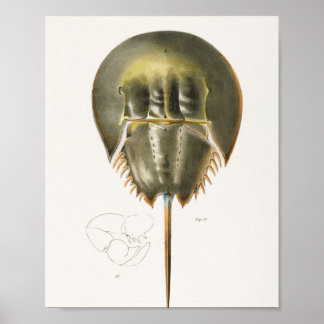 Póster 50  51 Atlantic horseshoe crab (Polyphemus occiden