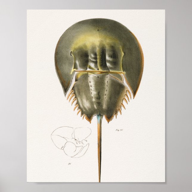 Póster 50  51 Atlantic horseshoe crab (Polyphemus occiden (Frente)