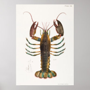 Póster 52 53 langosta estadounidense (Homarus americanus)