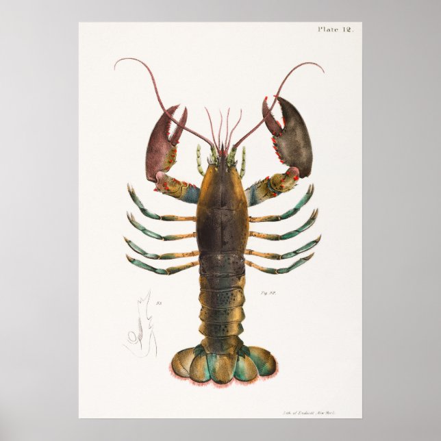 Póster 52 53 langosta estadounidense (Homarus americanus) (Frente)