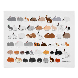 Póster 52 rabbit breeds chart