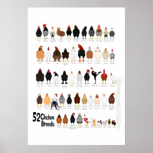 Póster 52 razas de pollos poster