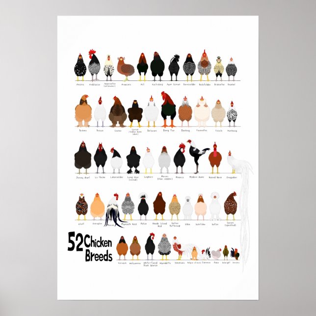 Póster 52 razas de pollos poster (Frente)