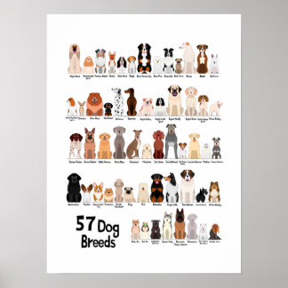 Póster 57 poster de razas de perros
