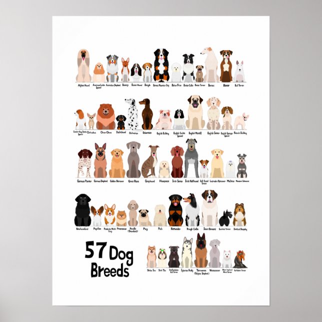 Póster 57 poster de razas de perros (Frente)