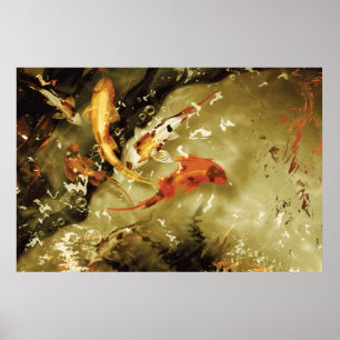 Póster 5 kois en un estanque - Giant Koi