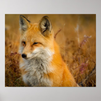 Póster 6.º zorra