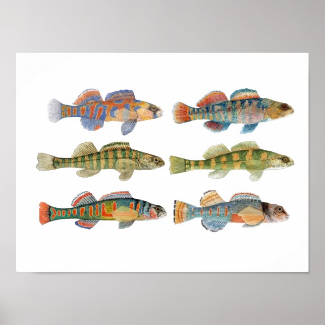 Póster 6 Especies Darter de Agua Dulce (Frente)