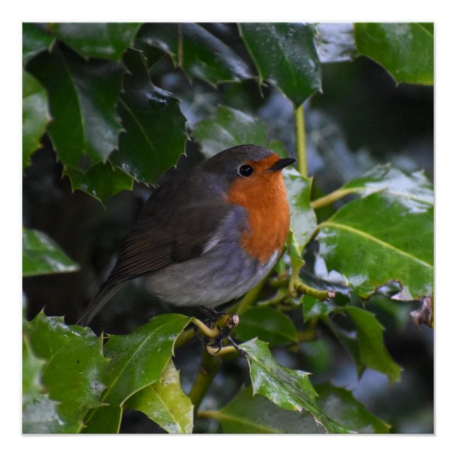 Póster 7.º burra (Anverso)