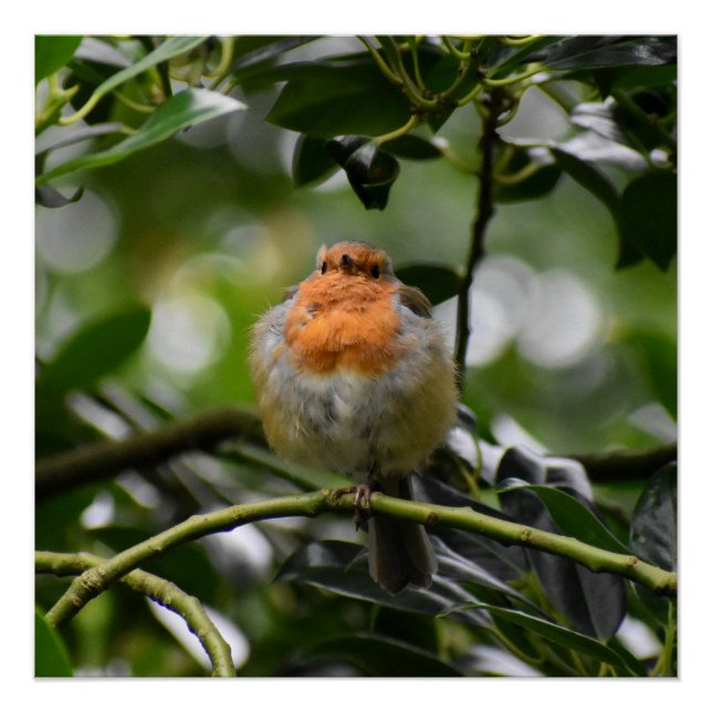 Póster 7.º burra (Anverso)