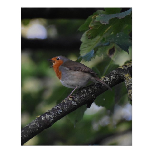 Póster 7.º burra (Anverso)