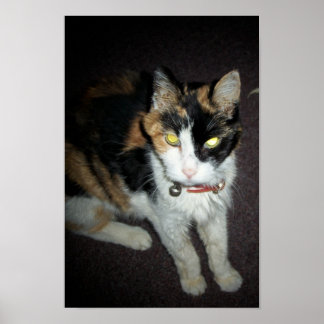 Póster 7.º camarilla