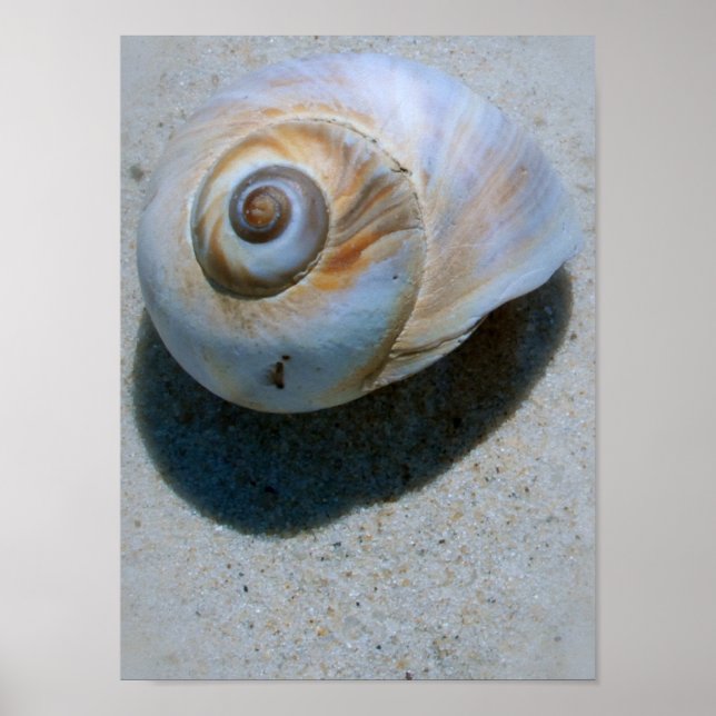 Póster 7.º concha (Frente)