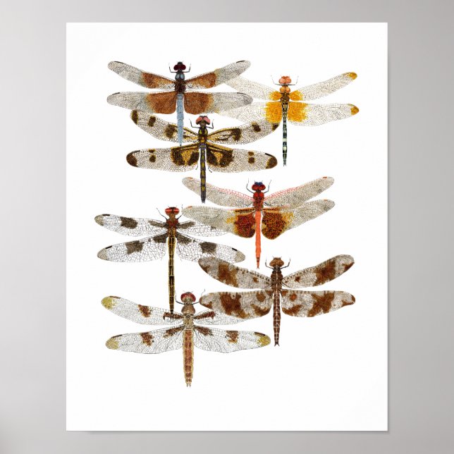 Póster 7 Dragonflies (Frente)