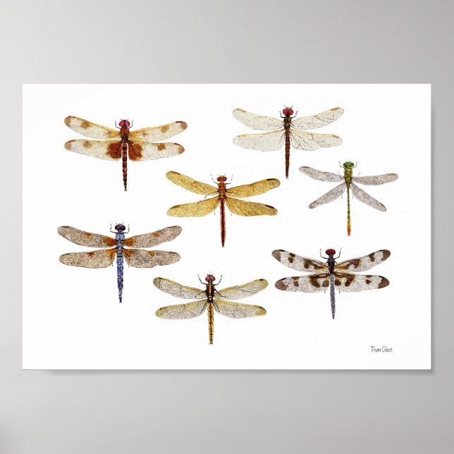 Póster 7 Especies de Dragonflies Poster (Frente)