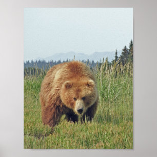 Póster 8,5x11 Papel Poster (mate) de oso pardo