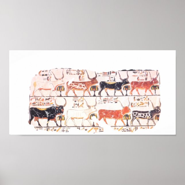 Póster 8 cows (Frente)