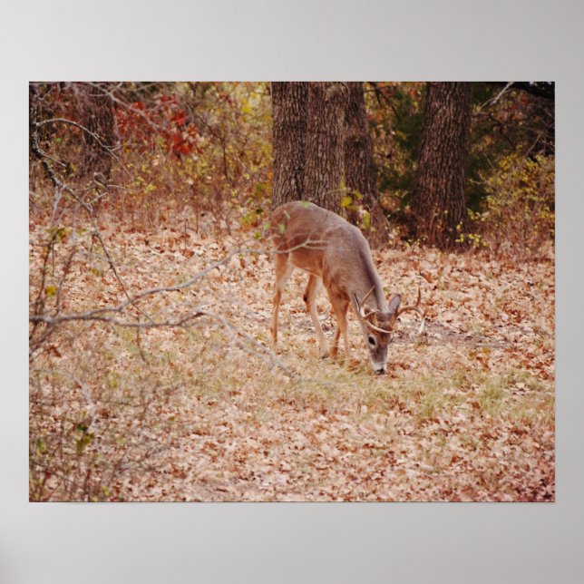 Póster 8 Point Wild Deer Buck Photographic Art Print (Frente)