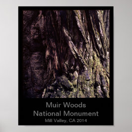 Póster 8x10 - Color del monumento nacional Muir Woods (os