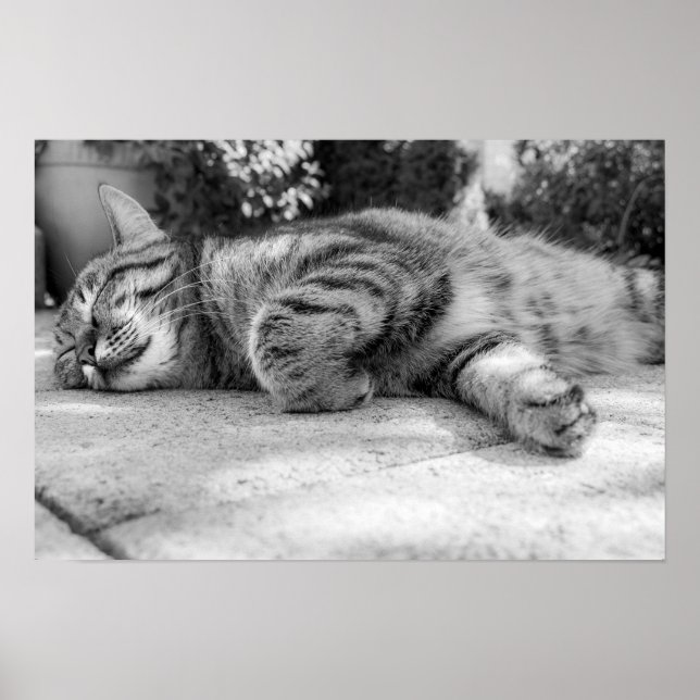 Póster 9.º gata (Frente)