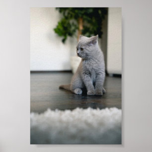 Póster 9.º gata