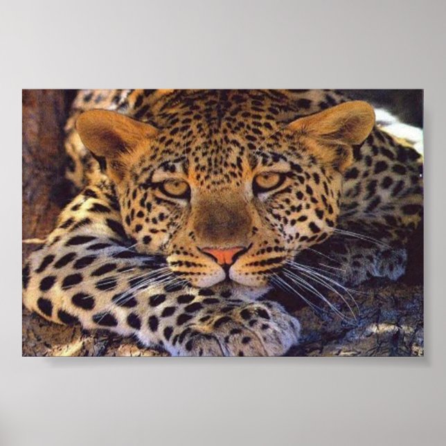 Póster 9.º gata (Frente)