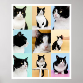 Póster 9 Colaje moderno gato perro