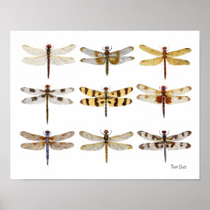 Póster 9 Cuadros acuáticos de especies de libélula
