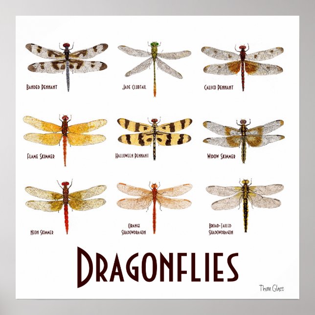 Póster 9 Poster de Especies de Dragonfly (Frente)