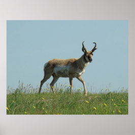 Póster A10 Pronghorn Antelope and Wildflowers
