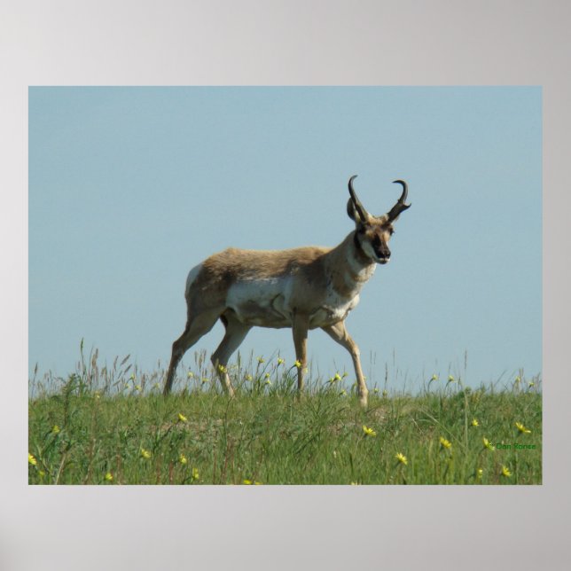 Póster A10 Pronghorn Antelope and Wildflowers (Frente)