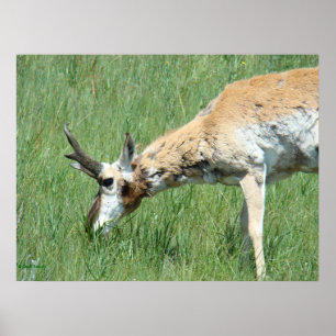 Póster A11 Pronghorn Buck Grazing