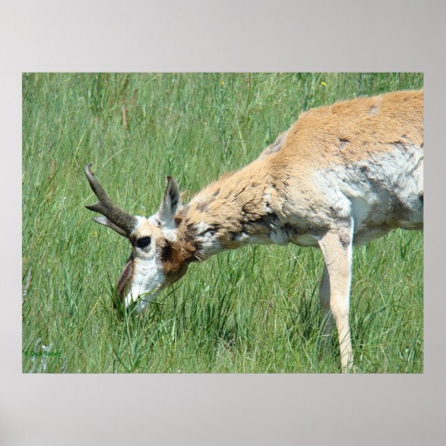 Póster A11 Pronghorn Buck Grazing (Frente)