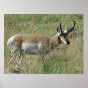 Póster A12 Pronghorn Antelope Buck