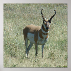 Póster A13 Pronghorn Antelope Buck