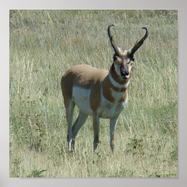 Póster A13 Pronghorn Antelope Buck (Frente)