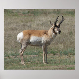 Póster A15 Pronghorn Antelope Rude Buck