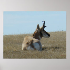 Póster A16 Pronghorn Antelope Napping