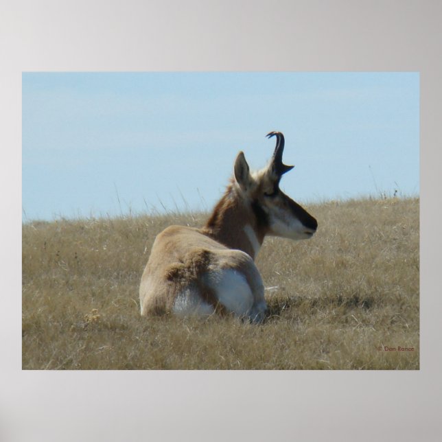 Póster A16 Pronghorn Antelope Napping (Frente)