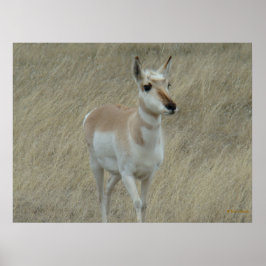 Póster A17 Young Pronghorn Antelope