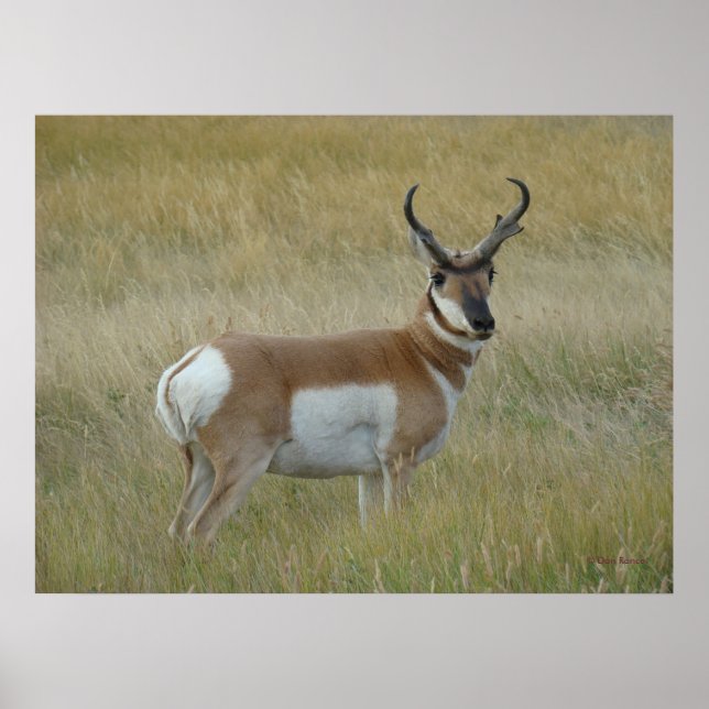 Póster A1 Pronghorn Antelope Big Buck (Frente)