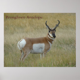 Póster A1 Pronghorn Antelope Big Buck
