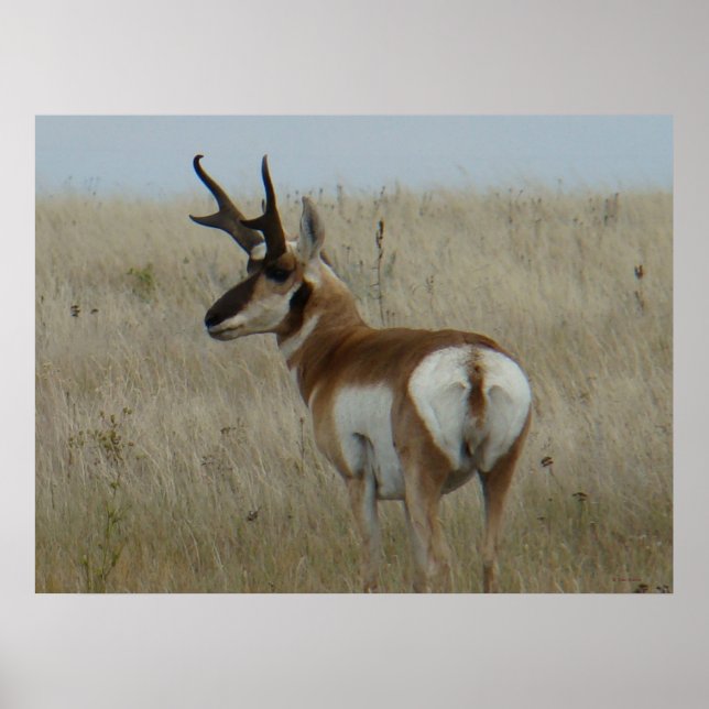 Póster A22 Pronghorn Antelope Big Buck (Frente)