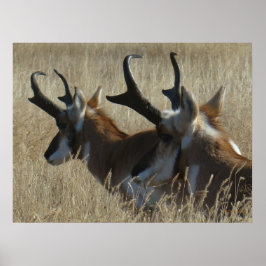 Póster A23 Pronghorn Antelope Joven Cabeza de Herido