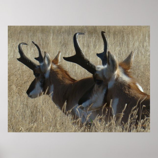 Póster A23 Pronghorn Antelope Joven Cabeza de Herido (Frente)