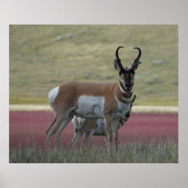 Póster A24 Pronghorn Antelope