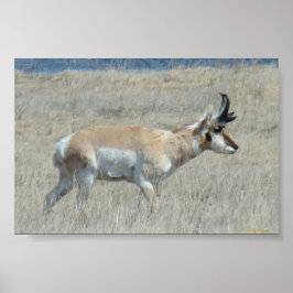 Póster A25 Pronghorn Antelope Buck