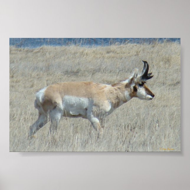 Póster A25 Pronghorn Antelope Buck (Frente)