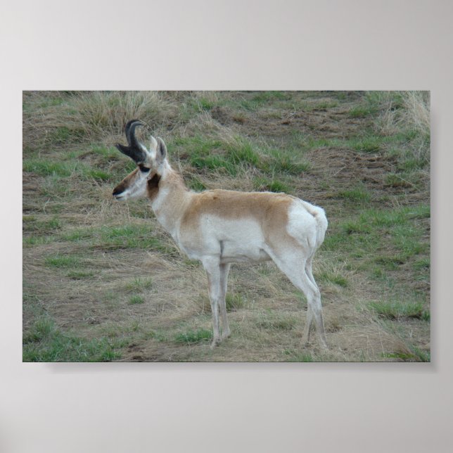 Póster A26 Pronghorn Antelope Buck (Frente)